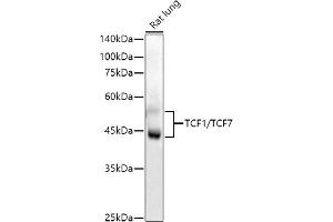 Western blot analysis of extracts of Rat lung, using TCF1/TCF7 antibody (ABIN7270885) at 1:1000 dilution.