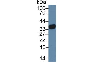 Western Blot; Sample: Human Hela cell lysate; Primary Ab: 3µg/ml Rabbit Anti-Mouse HMG20B Antibody Second Ab: 0.