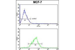 MDFIC Antibody FC analysis of MCF-7 cells (bottom histogram) compared to a negative control cell (top histogram).