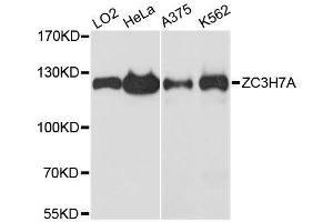 Western blot analysis of extracts of various cell lines, using ZC3H7A antibody. (ZC3H7A anticorps  (AA 1-220))