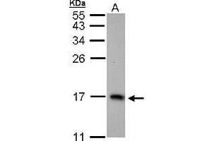 WB Image Sample (30 ug of whole cell lysate) A: H1299 15% SDS PAGE antibody diluted at 1:1000 (PTS anticorps)