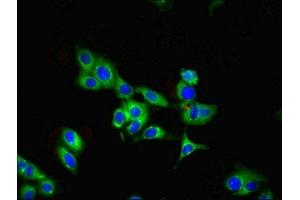 Immunofluorescent analysis of Hela cells using ABIN7166460 at dilution of 1:100 and Alexa Fluor 488-congugated AffiniPure Goat Anti-Rabbit IgG(H+L)