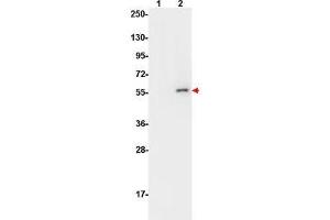 Western Blot of Mouse Anti-AKT pS473 antibody.