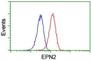Image no. 5 for anti-Epsin 2 (EPN2) antibody (ABIN1498051) (Epsin 2 anticorps)