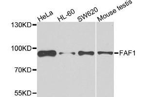 Western blot analysis of extracts of various cells, using FAF1 antibody. (FAF1 anticorps)
