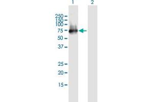 Western Blot analysis of ERRFI1 expression in transfected 293T cell line by ERRFI1 MaxPab polyclonal antibody. (ERRFI1 anticorps  (AA 1-462))