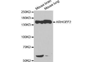 Western blot analysis of extracts of various cell lines, using ARHGEF2 antibody. (ARHGEF2 anticorps)