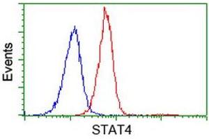 Image no. 4 for anti-Signal Transducer and Activator of Transcription 4 (STAT4) antibody (ABIN1501178)