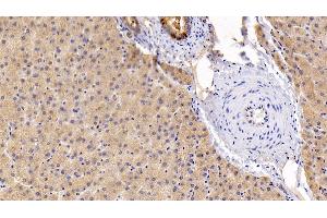 Detection of gp130 in Porcine Liver Tissue using Polyclonal Antibody to Glycoprotein 130 (gp130)