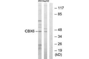 Western blot analysis of extracts from 293/HepG2 cells, using CBX6 Antibody. (CBX6 anticorps  (AA 10-59))