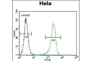 CCNH Antibody (N-term) (ABIN655160 and ABIN2844778) flow cytometric analysis of Hela cells (right histogram) compared to a negative control cell (left histogram).