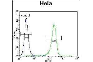 CCNH Antibody (N-term) (ABIN655160 and ABIN2844778) flow cytometric analysis of Hela cells (right histogram) compared to a negative control cell (left histogram). (Cyclin H anticorps  (N-Term))
