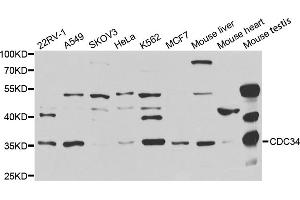 Western blot analysis of extracts of various cell lines, using CDC34 antibody. (CDC34 anticorps)