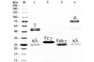 SDS-PAGE of Rat IgM Whole Molecule . (Rat IgM Isotype Control)