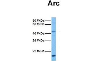 Host:  Rabbit  Target Name:  Arc  Sample Tissue:  Mouse Brain  Antibody Dilution:  1. (ARC (Middle Region) anticorps)