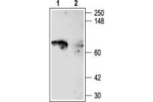 Western blot analysis of rat brain membranes: - 1.