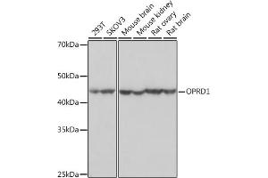Western blot analysis of extracts of various cell lines, using OPRD1 Rabbit mAb (ABIN7269100) at 1:1000 dilution. (OPRD1 anticorps)