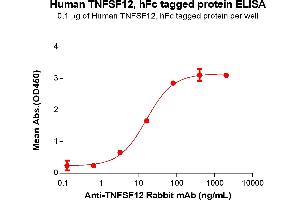 ELISA plate pre-coated by 1 μg/mL (100 μL/well) Human TN Protein, hFc Tag (ABIN6964083, ABIN7042421 and ABIN7042422) can bind Anti-TN Rabbit mAb in a linear range of 3.