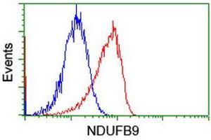 Image no. 4 for anti-NADH Dehydrogenase (Ubiquinone) 1 beta Subcomplex, 9, 22kDa (NDUFB9) (AA 3-179) antibody (ABIN1491359)