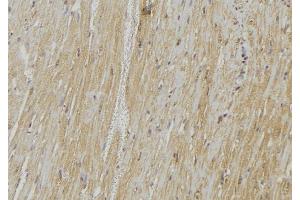 ABIN6278542 at 1/100 staining Mouse muscle tissue by IHC-P. (Vamp-1+2+3 anticorps)