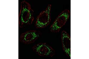 Fluorescent image of A549 cell stained with OAT Antibody (N-term) (ABIN652844 and ABIN2842548)/SA100310AG. (OAT anticorps  (N-Term))