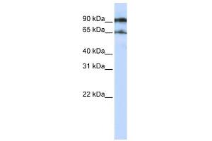 VSIG8 antibody used at 1 ug/ml to detect target protein. (VSIG8 anticorps  (N-Term))