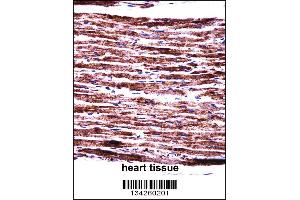 PERP Antibody immunohistochemistry analysis in formalin fixed and paraffin embedded human heart tissue followed by peroxidase conjugation of the secondary antibody and DAB staining. (PERP anticorps  (C-Term))