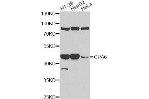 Western blot analysis of extracts of various cell lines, using CPA6 antibody. (CPA6 anticorps)