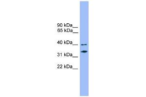 WB Suggested Anti-NDFIP2 Antibody Titration:  0. (NDFIP2 anticorps  (Middle Region))
