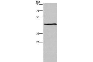 Western Blot analysis of Mouse lung tissue using ESRRG Polyclonal Antibody at dilution of 1:300 (ESRRG anticorps)