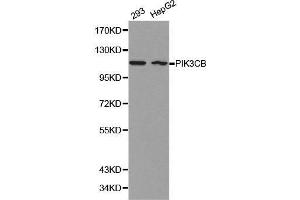 Western blot analysis of 293 cell and HepG2 cell lysate using PIK3CB antibody. (PIK3CB anticorps  (AA 771-1070))