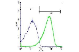 Mouse kidney cells probed with Rabbit Anti-DcR2/TNFRSF10D Polyclonal Antibody, Unconjugated (ABIN733088) (green) at 1:50 for 40 minutes followed by incubation with a FITC conjugated secondary compared to control cells (blue).