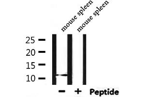 Western blot analysis of extracts from mouse spleen, using Acetyl-Histone H4 (Lys12) Antibody.