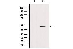 Western blot analysis of extracts from hybridoma cells, using HOXB3 Antibody.