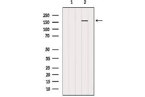 Western blot analysis of extracts from 3t3, using RPGRIP1L Antibody. (RPGRIP1L anticorps  (N-Term))