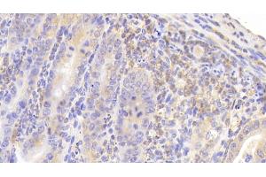 Detection of MUC5B in Mouse Small intestine Tissue using Polyclonal Antibody to Mucin 5 Subtype B (MUC5B) (MUC5B anticorps  (AA 75-295))