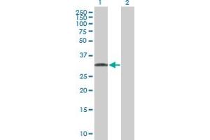 Western Blot analysis of C1QTNF7 expression in transfected 293T cell line by C1QTNF7 MaxPab polyclonal antibody. (CTRP7 anticorps  (AA 1-289))