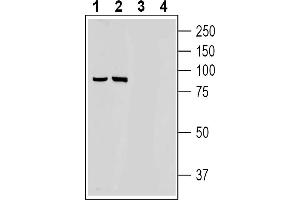 Western blot analysis of rat (lanes 1 and 3) and mouse (lanes 2 and 4) brain membranes:1-2.