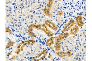 ABIN6264127 and ABIN6276381 at 1/100 staining Rat kidney tissue by IHC-P. (PEBP1 anticorps  (C-Term))