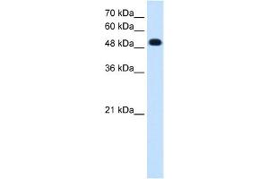 PTPRR antibody used at 0. (PTPRR anticorps  (C-Term))