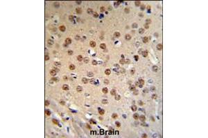 WTX Antibody IHC analysis in formalin fixed and paraffin embedded mouse brain tissue followed by peroxidase conjugation of the secondary antibody and DAB staining. (WTX anticorps  (AA 681-708))