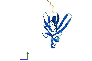 AlphaFold protein structure predicition of Mouse Recombinant Tcl1a Protein, UniprotID P56280