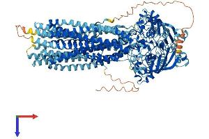 AlphaFold protein structure predicition of Mouse Recombinant Abcb5 Protein, UniprotID B5X0E4