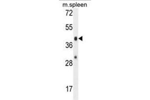 AWAT2 Antibody (C-term) western blot analysis in mouse spleen tissue lysates (35µg/lane). (AWAT2 anticorps  (C-Term))
