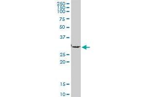 SMNDC1 MaxPab polyclonal antibody. (SMNDC1 anticorps  (AA 1-238))