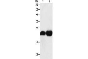 Gel: 10 % SDS-PAGE, Lysate: 40 μg, Lane 1-2: NIH/3T3 cells, Lncap cells, Primary antibody: ABIN7131317(TEKT1 Antibody) at dilution 1/500, Secondary antibody: Goat anti rabbit IgG at 1/8000 dilution, Exposure time: 10 minutes (TEKT1 anticorps)