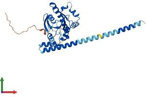 AlphaFold protein structure predicition of Mouse Recombinant Gimap5 Protein, UniprotID Q8BWF2