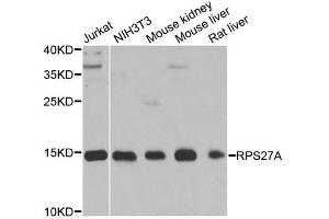 Western blot analysis of extracts of various cell lines, using RPS27A antibody. (RPS27A anticorps  (AA 1-156))