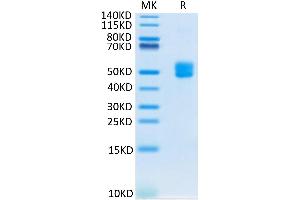 Biotinylated Human CD3E&CD3D on Tris-Bis PAGE under reduced condition.