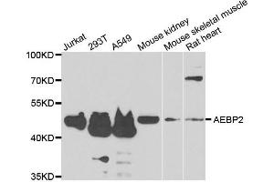 Western blot analysis of extracts of various cell lines, using AEBP2 antibody. (AEBP2 anticorps)